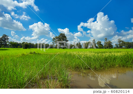 Green rice field with beautiful cloud sky. 60820114
