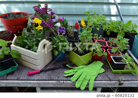Flower sprouts of petunia and pansy with gloves and working tools on garden table outdoor.  60820132