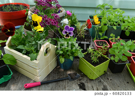 Garden working table with shovel and seedlings of petunia and pansy flower.  60820133