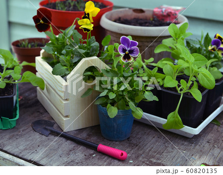 Sprouts of pansy and petunia flowers in pots with working spade on table.  60820135