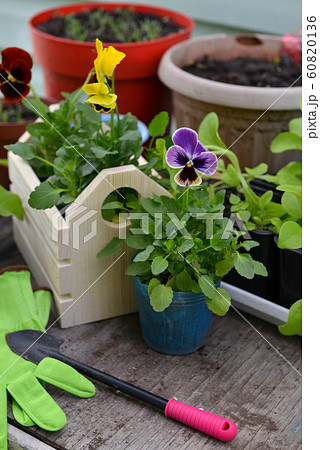Wooden box with pansy sprouts and working spade on garden table.  60820136