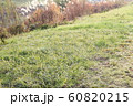 Green field and beige pampas grass 60820215