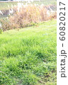 Green field and beige pampas grass 60820217