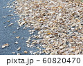 Ginkgo fallen leaves on asphalt road in early wint 60820470