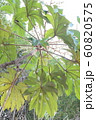 This is a picture of the green eight-handed leaf I 60820575