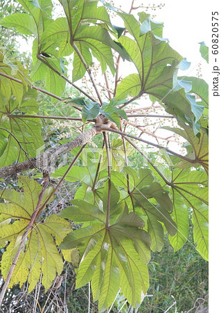 This is a picture of the green eight-handed leaf I 60820575