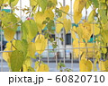 This is a picture of a yellowed ivy leaf entangled 60820710