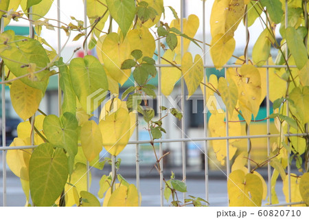 This is a picture of a yellowed ivy leaf entangled 60820710