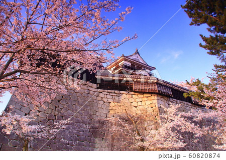 松山城(愛媛県 松山市)に咲く桜 松山城(愛媛県 松山市)に咲く桜 60820874