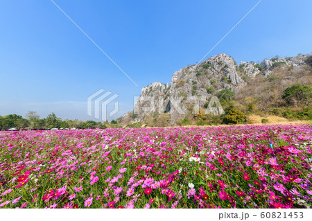 Beautiful pink cosmos field with .Limestone 60821453