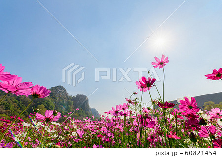 Beautiful pink cosmos with sun light 60821454