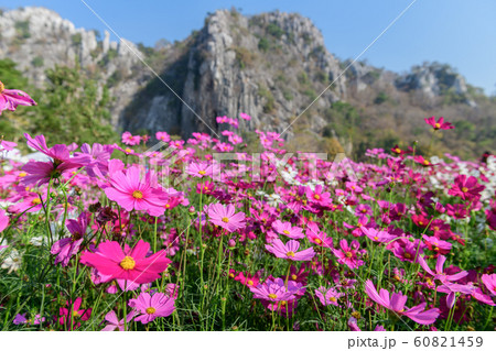 Beautiful pink cosmos field with .Limestone Beautiful pink cosmos field with .Limestone 60821459
