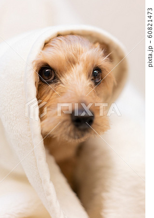 毛布に包まるノーフォークテリア 毛布に包まるノーフォークテリア 60821473