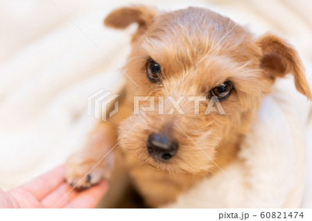 毛布に包まるノーフォークテリア 毛布に包まるノーフォークテリア 60821474