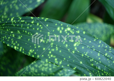 ホシケイランの葉 60822040