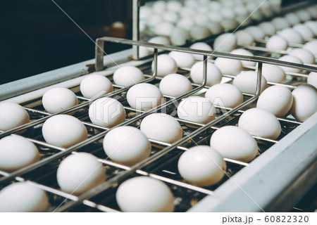 egg factory plant agriculture poultry chicken farm 60822320