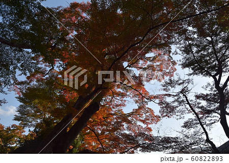 長谷寺 長谷寺 60822893