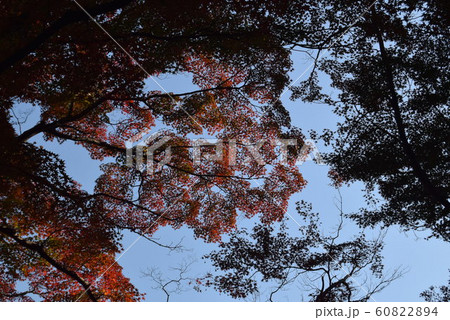 長谷寺 長谷寺 60822894