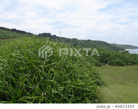 与那国島（東崎） 60823304