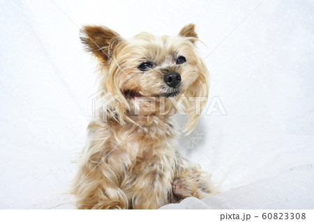 ヨークシャーテリア 60823308