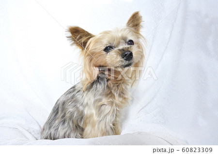 ヨークシャーテリア 60823309