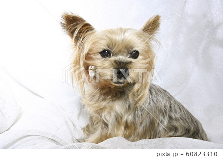 ヨークシャーテリア 60823310