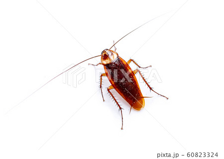 The top view cockroach Thailand isolated on white background 60823324