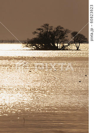 水鳥集う湖北の夕暮れ 60823623