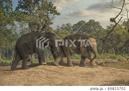little elephants in the jungles in Chitwan. 60823702