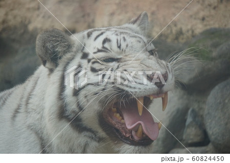 サバンナ 60824450