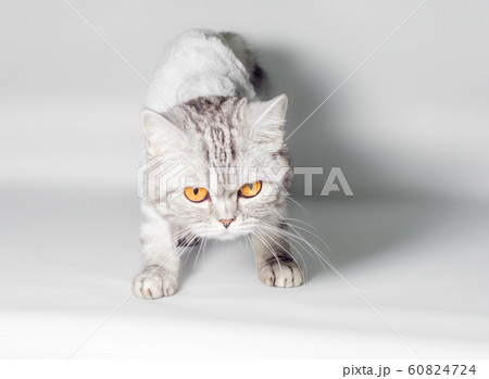 gray cat with big yellow eyes isolated on a white background closeup gray cat with big yellow eyes isolated on a white background closeup 60824724