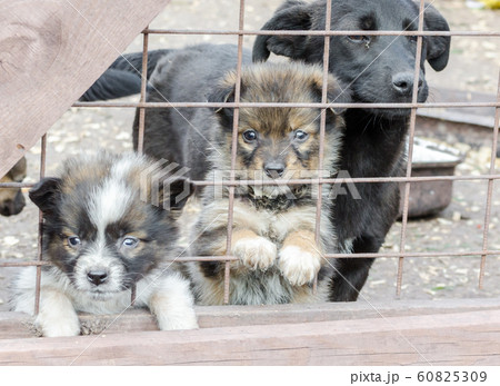three sad mongrel puppies in a cage 60825309
