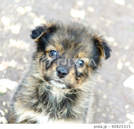 portrait of a purebred sad puppy closeup 60825315