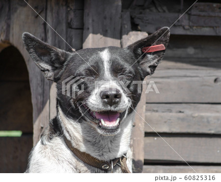 black and white happy dog smiling on the background of a wooden booth black and white happy dog smiling on the background of a wooden booth 60825316