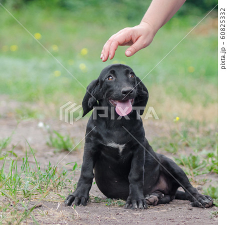 human hand is about to stroke a puppy 60825332