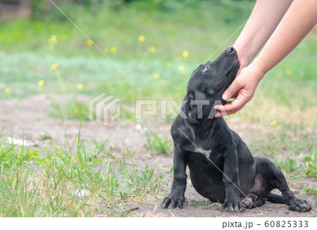 black puppy loyally looks up at the human  who strokes him 60825333