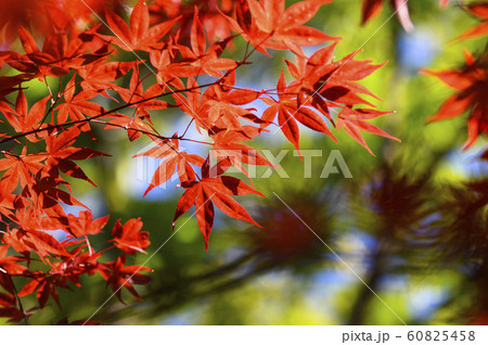 紅葉を見上げる 60825458