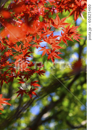 紅葉を見上げる 60825460