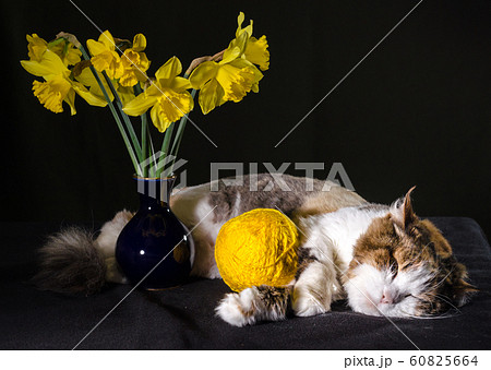 tricolor cat sleeping a ball of bright yellow yarn and bouquet of daffodils in a blue vase tricolor cat sleeping a ball of bright yellow yarn and bouquet of daffodils in a blue vase 60825664