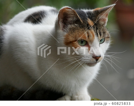 猫村の野良猫 猫村の野良猫 60825833