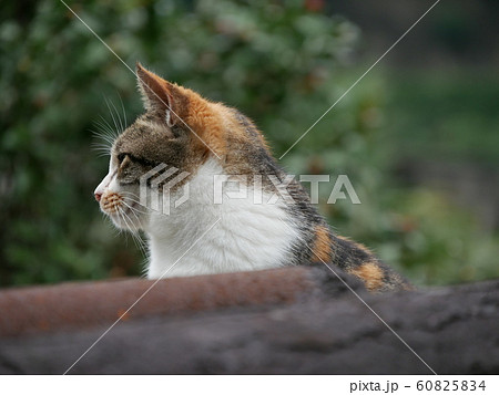 猫村の野良猫 猫村の野良猫 60825834