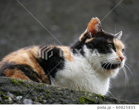 猫村の野良猫 猫村の野良猫 60825835