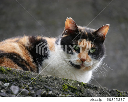 猫村の野良猫 猫村の野良猫 60825837