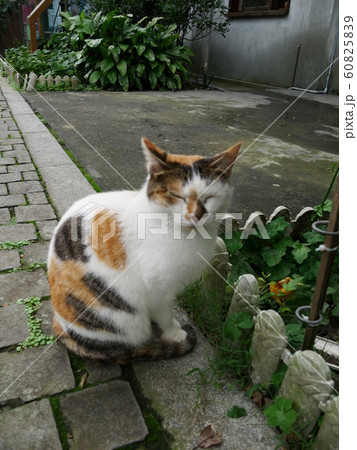 猫村の野良猫 60825839