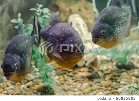 three piranha fish swim in the water close up 60825985