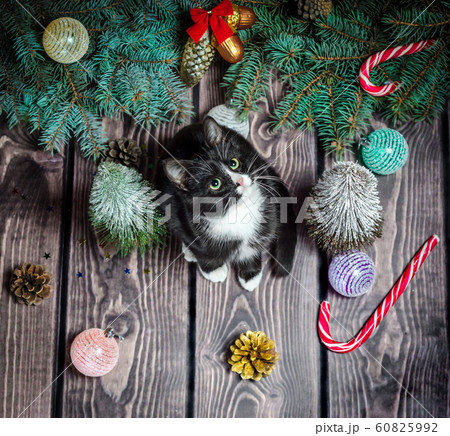 New year flat lay black and white cat on a wooden floor with Christmas decorations and green fir branches 60825992