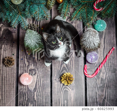 New year flat lay black and white cat on a wooden floor with Christmas decorations and green fir branches 60825993