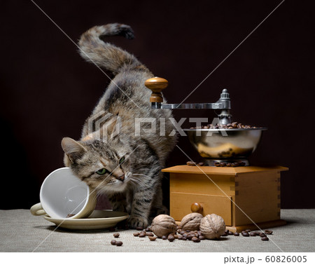 gray cat with green eyes turned over a coffee cup 60826005