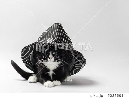 black kitten with white paws under a striped black hat black kitten with white paws under a striped black hat 60826014