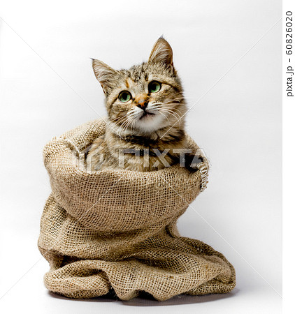 gray kitten with green eyes in a bag on a light background 60826020